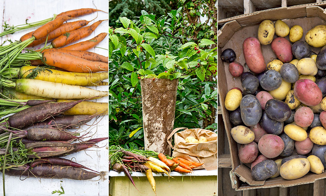 Odla potatis och morötter i hink – så gör du!