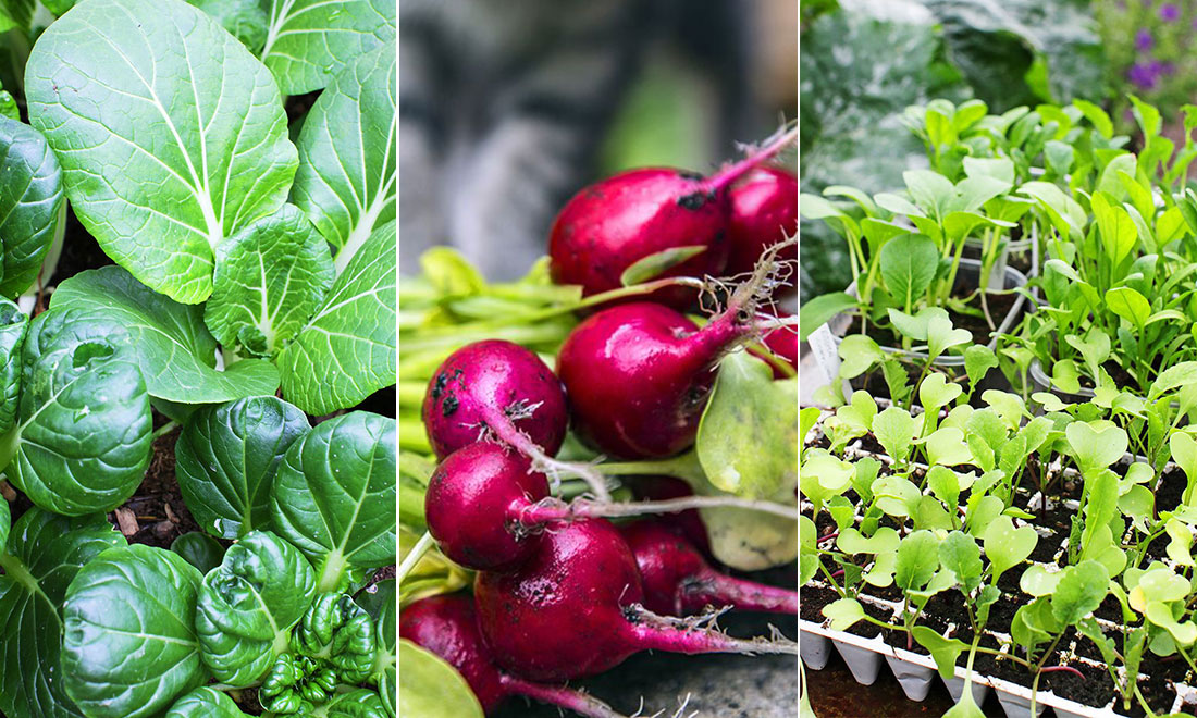 7 ätbara favoriter som du kan så i juli