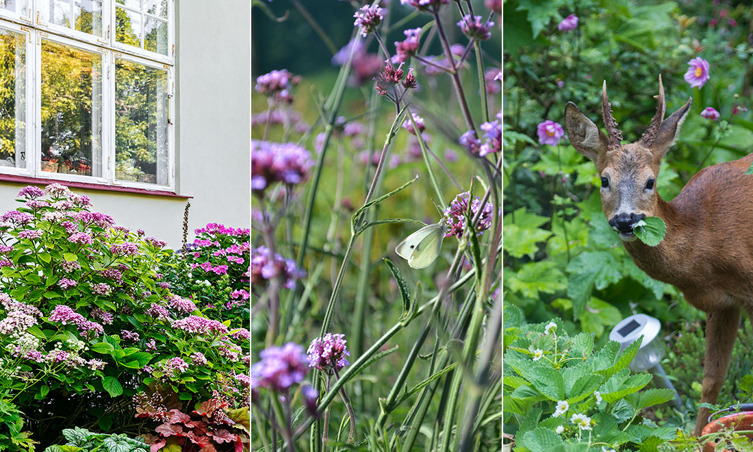 Så håller du rådjur och annat vilt borta från trädgården
