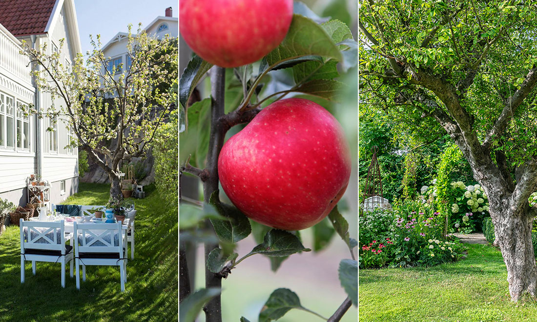 Allt du behöver veta när du ska köpa träd – 7 viktiga tips