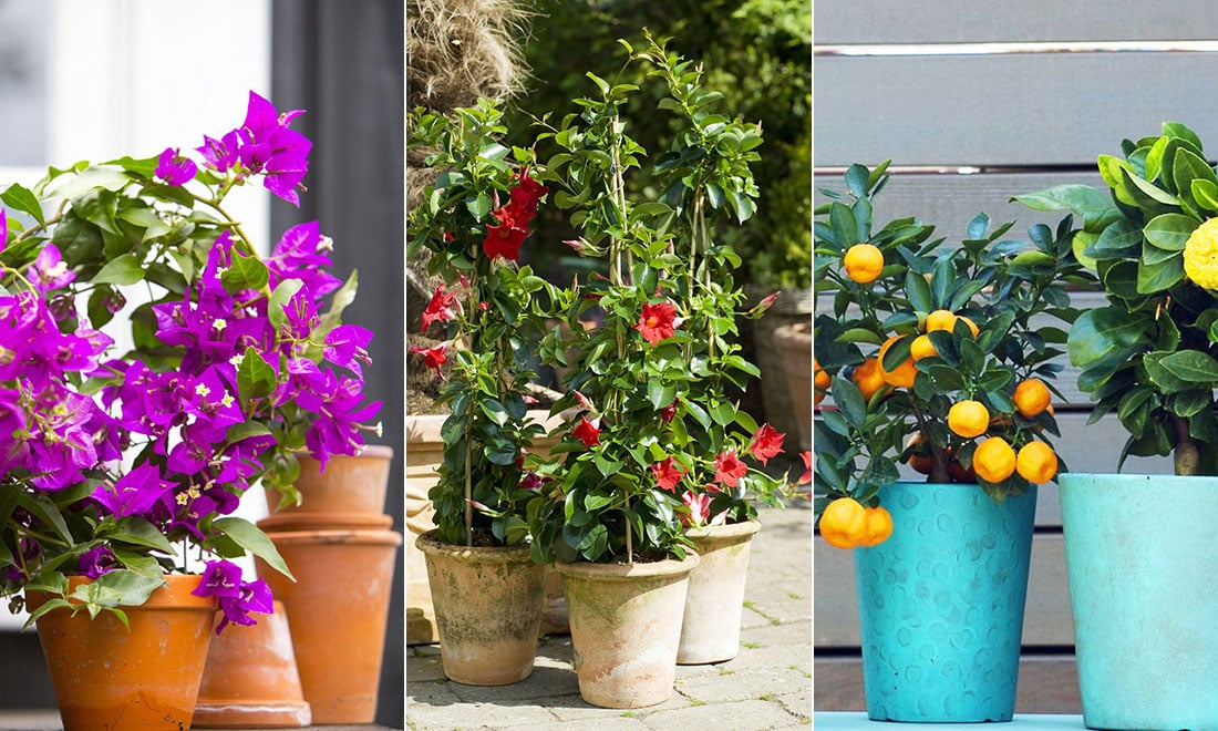 10 blommor som trivs i soliga fönster och varma utelägen