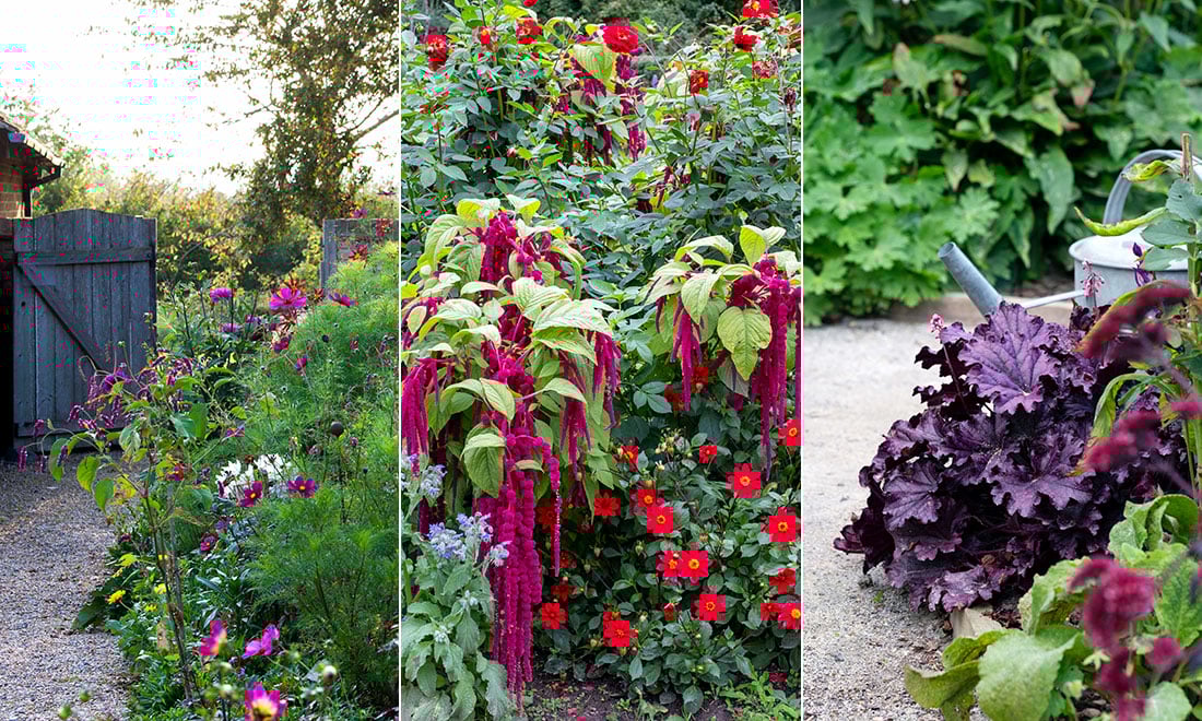 Blomstrande trädgård i september och oktober – här är växterna du ska välja!