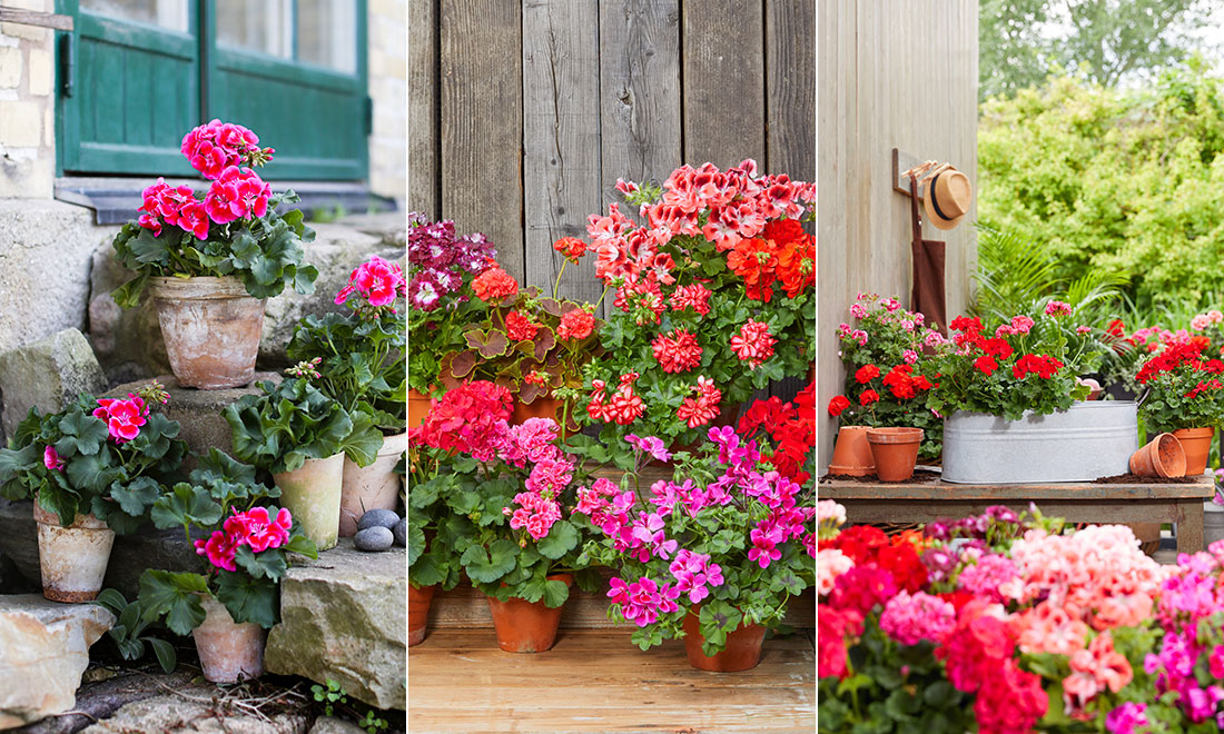5 tips på hur du tar hand om dina pelargonsticklingar
