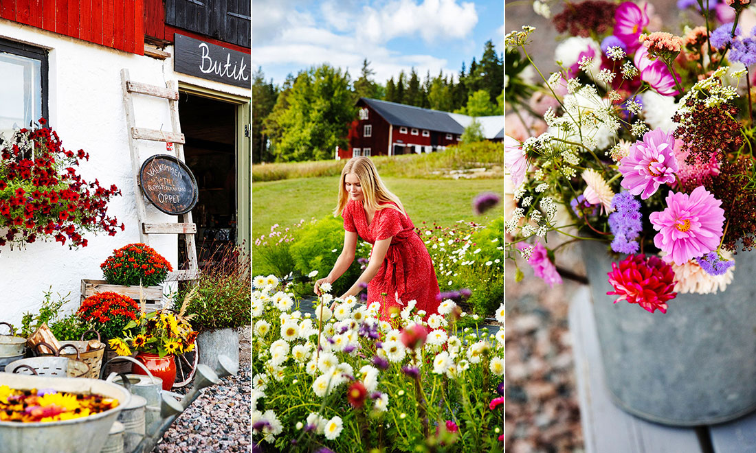 Lade karriären på hyllan – startade självplock och café i Dalarna