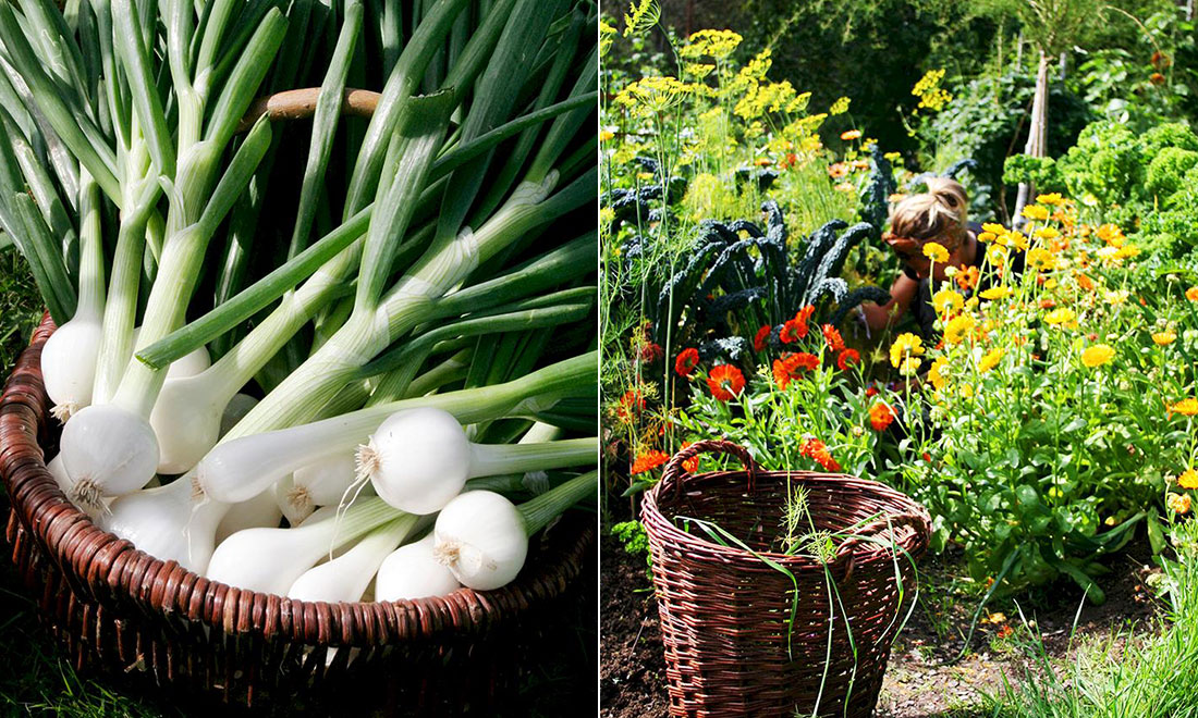 Odla egna grönsaker: Tipsen som hjälper dig att lyckas med trädgårdslandet