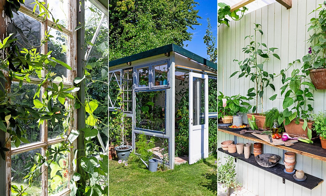 Bygg ett växthus av gamla fönster – så gör du