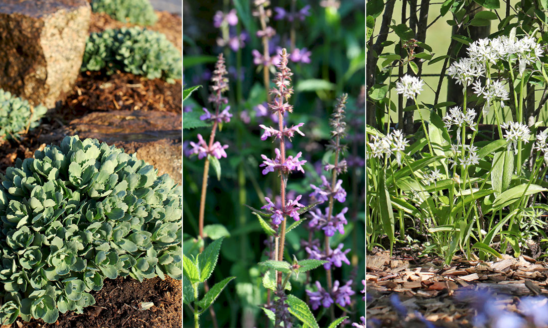 10 vackra perenner – som går att äta!