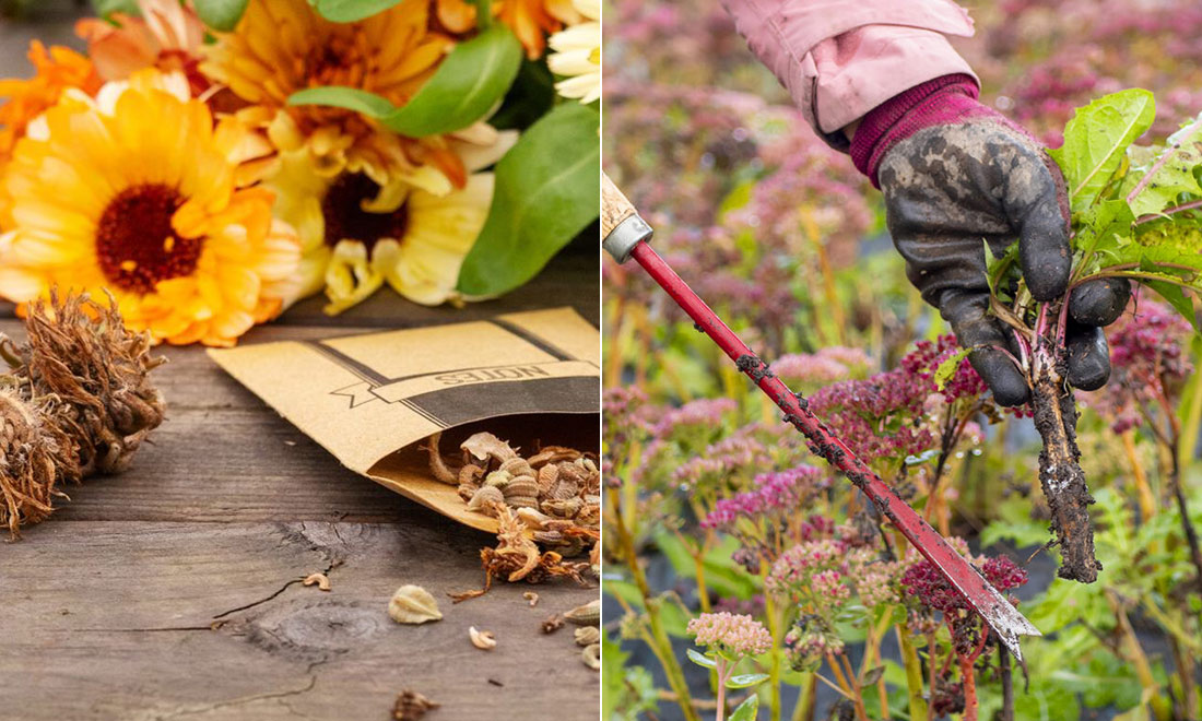 Så förbereder du trädgården inför vintern – 10 tips