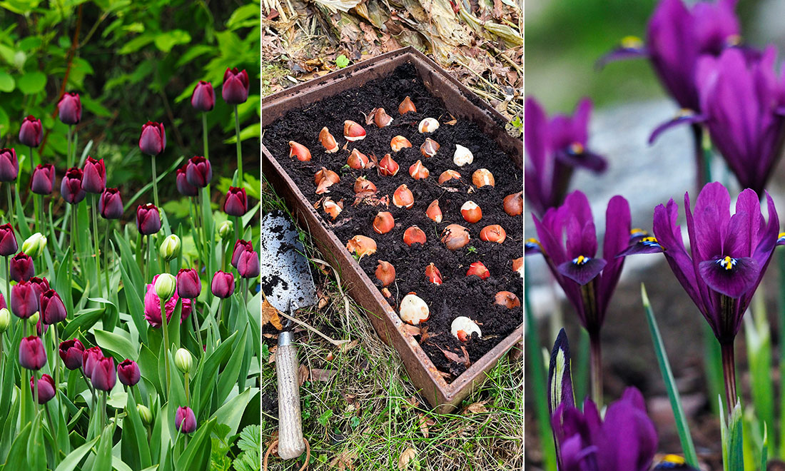 Plantera på hösten för en blomstrande vårträdgård – 3 viktiga planteringstips