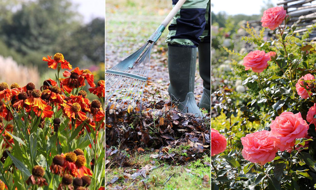 Lyckas med höstplanteringen – vårlökar, träd, buskar och perenner