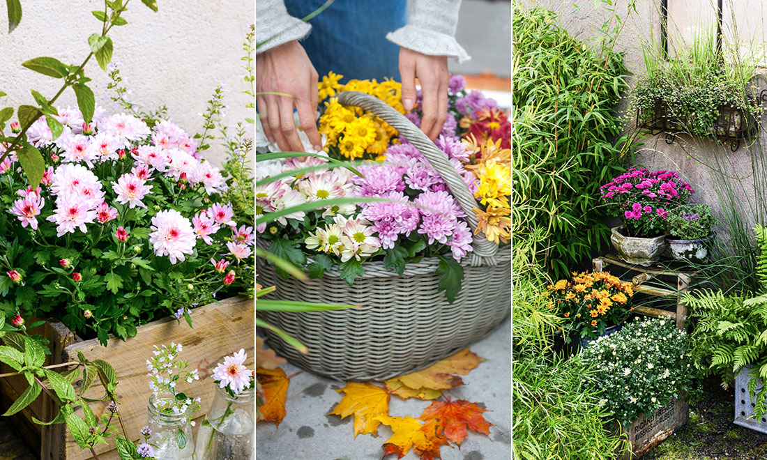 Så sköter du sensommarblomman Krysantemum – 4 tips