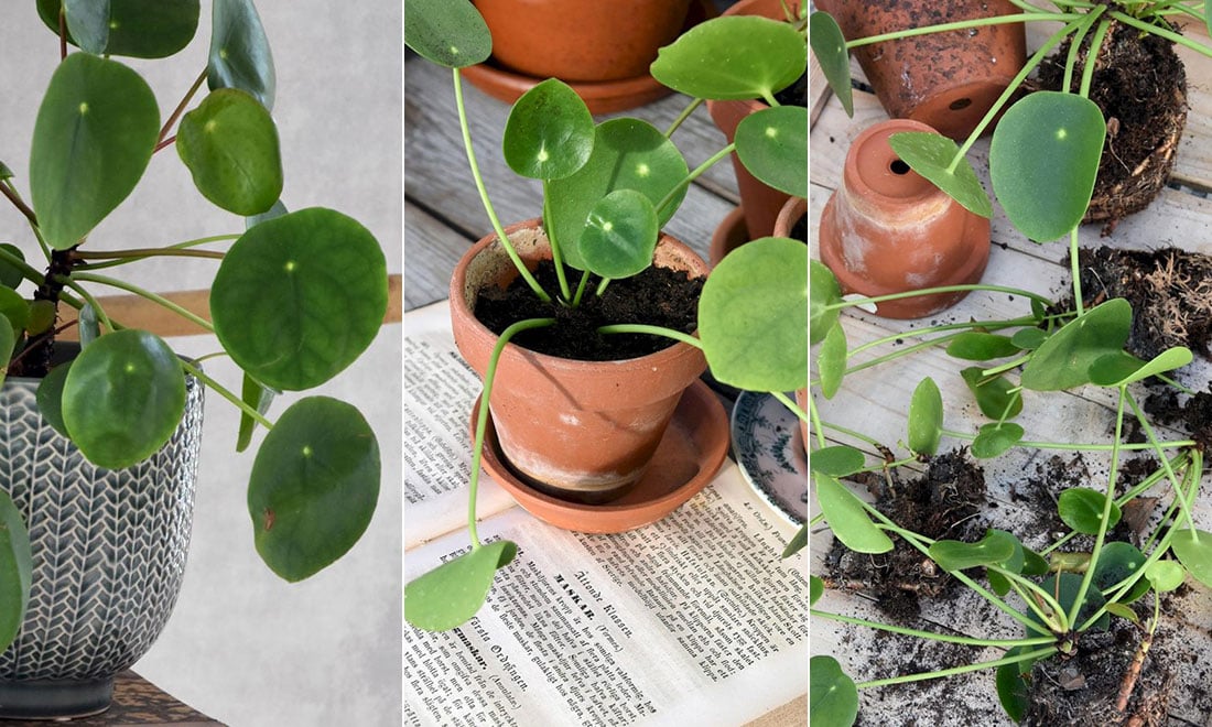 Allt du vill veta för att lyckas med elefantöra – skötsel, sticklingar och viktiga experttips