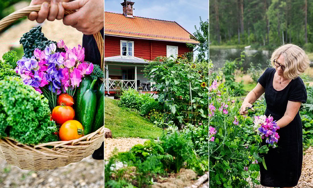 Kika in i parets fantastiska köksträdgård: ”nästan självförsörjande på grönsaker”