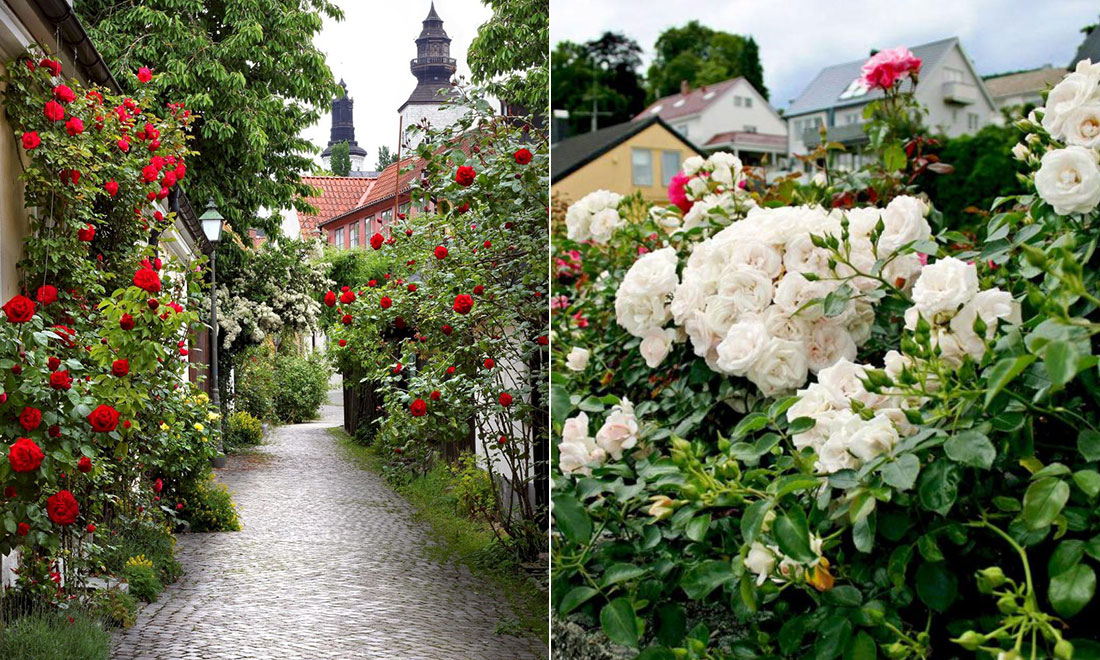 Guide till Skandinaviens rosenträdgårdar: 10 blomstrande utflyktsmål