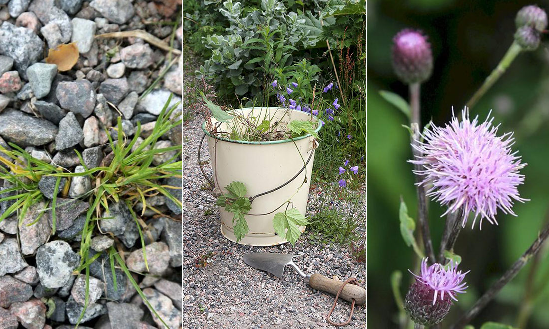 Envist ogräs i trädgården? Så tar du kontroll över 16 vanliga sorter