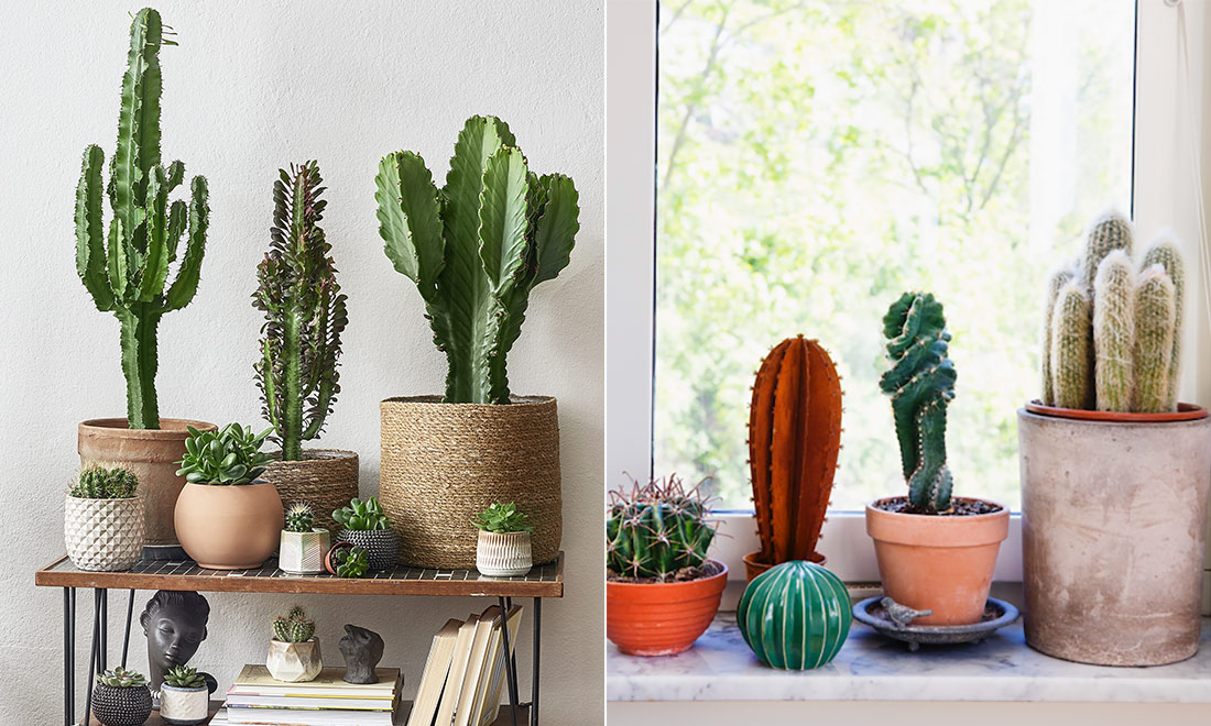 8 skötselråd för kaktusar och suckulenter – och så planterar du om din stora kaktus!