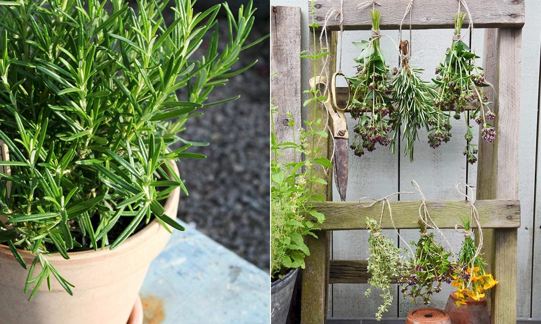 Så skördar du bäst dina kryddväxter – och det här kan du använda dem till