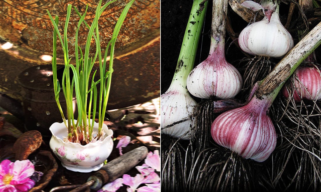 Odla vitlök – så gör du!