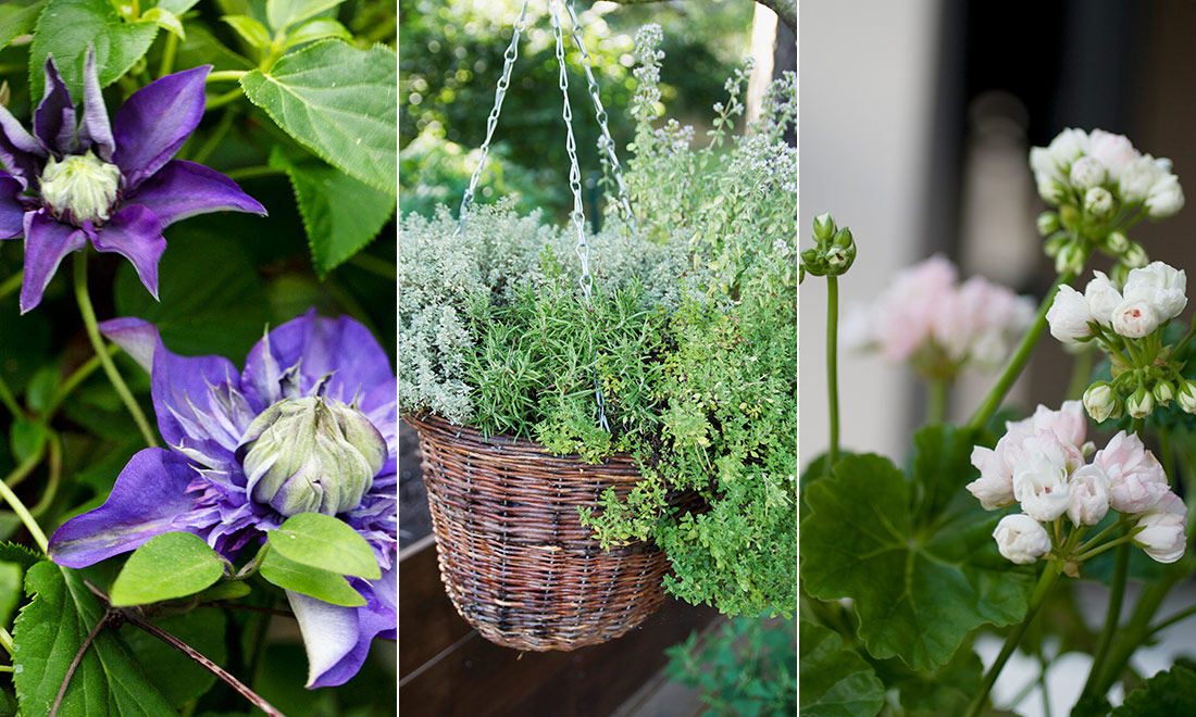 Så övervintrar du dina utomhusväxter – 7 viktiga tips