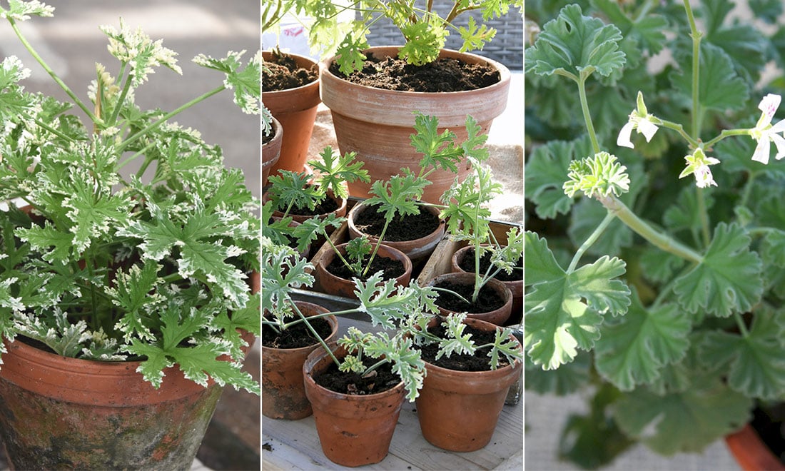 Allt du vill veta om doftpelargoner – favoritsorter och viktiga skötselråd