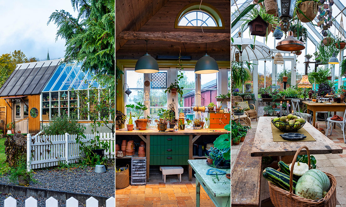 Längre odlingssäsong och mysigt uterum – kika in i det höstfina växthuset