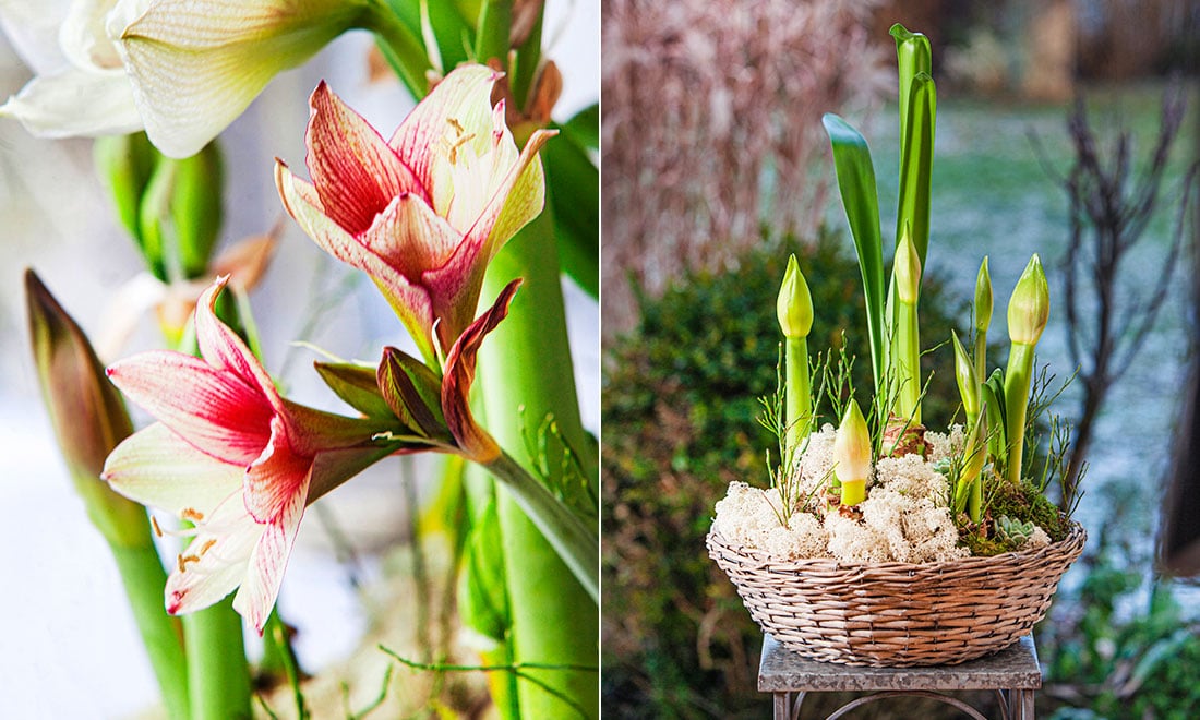Så får du din amaryllis att hålla längre – viktiga skötseltips!