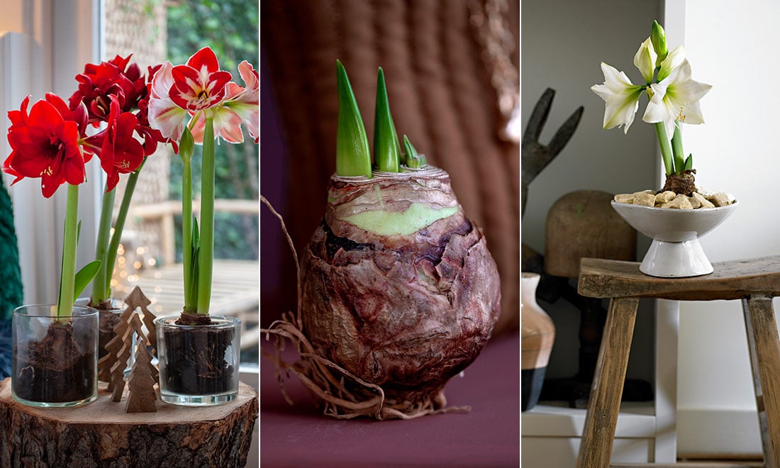 Så driver du upp din egen amaryllis – 8 viktiga tips