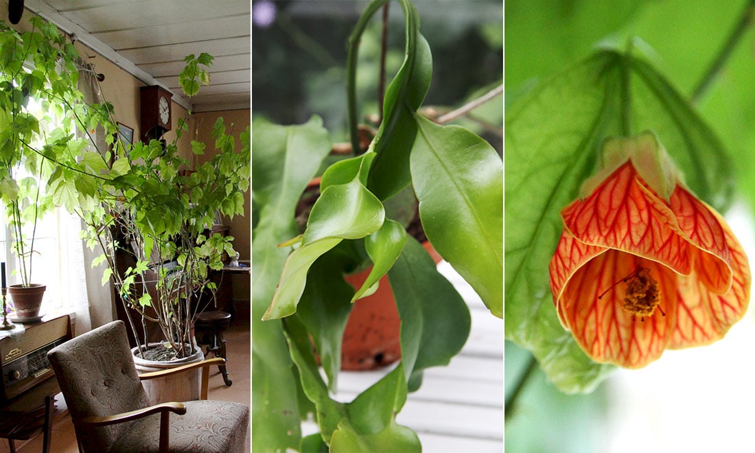 Mormorsväxter: 11 älskade krukväxter – och tips på hur du tar hand om dem