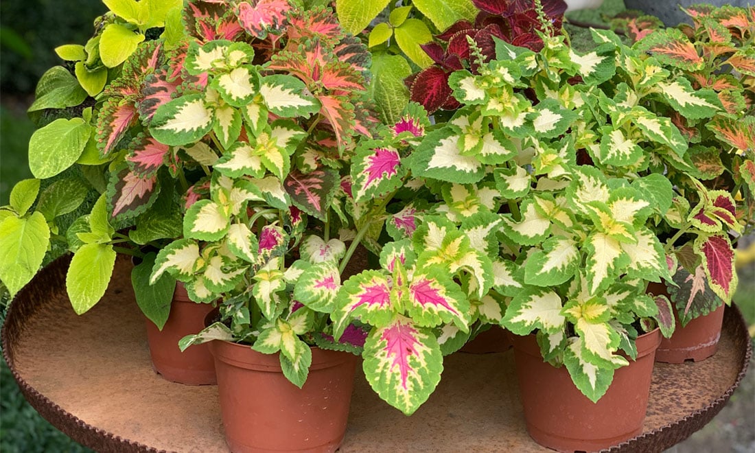 Övervintra palettblad – 5 viktiga saker att tänka på