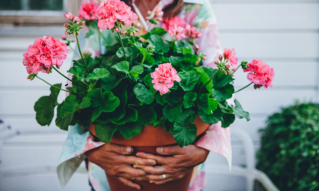 Så övervintrar du dina pelargoner – 4 viktiga tips