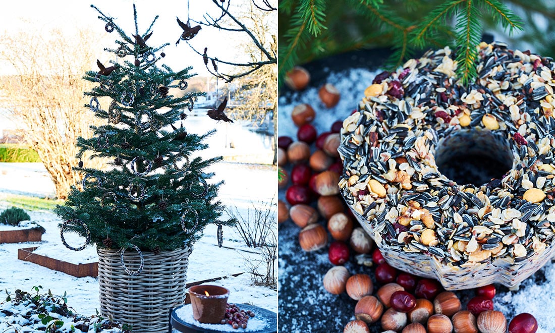 Så gör du hemmagjord fågelmat – enkelt recept