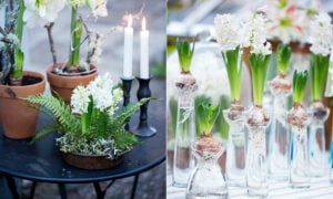 Hyacinter i kruka och glas.