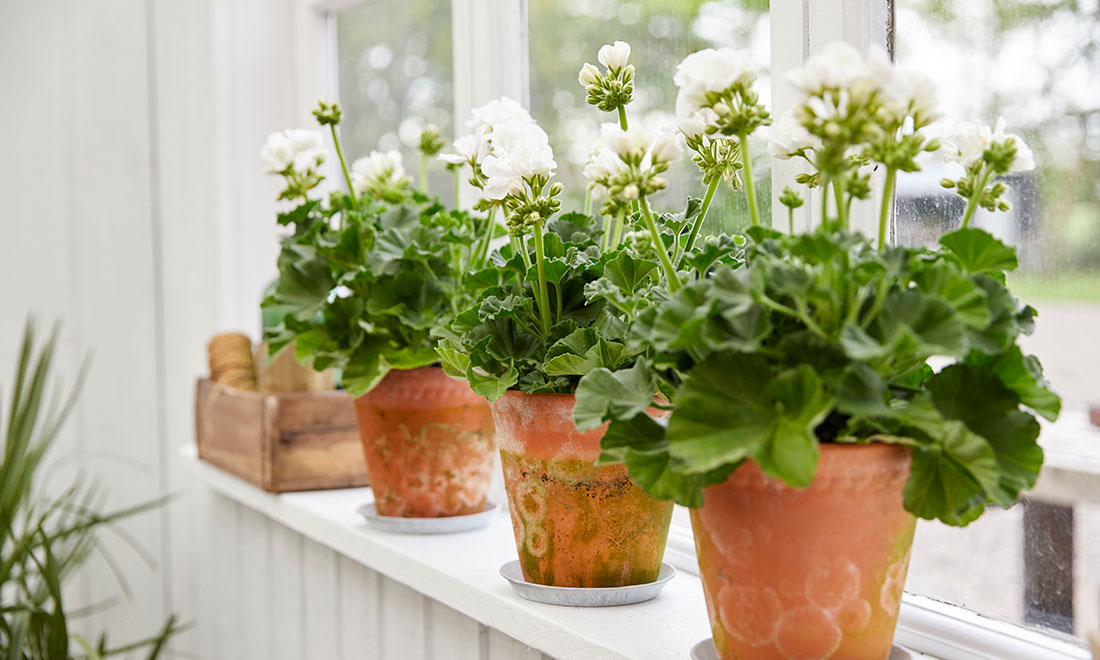9 roliga och oväntade saker du inte visste om pelargoner