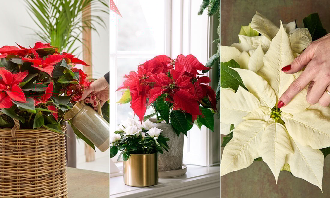 Så lyckas du med din julstjärna och behåller den till nästa år – 4 viktiga skötselråd