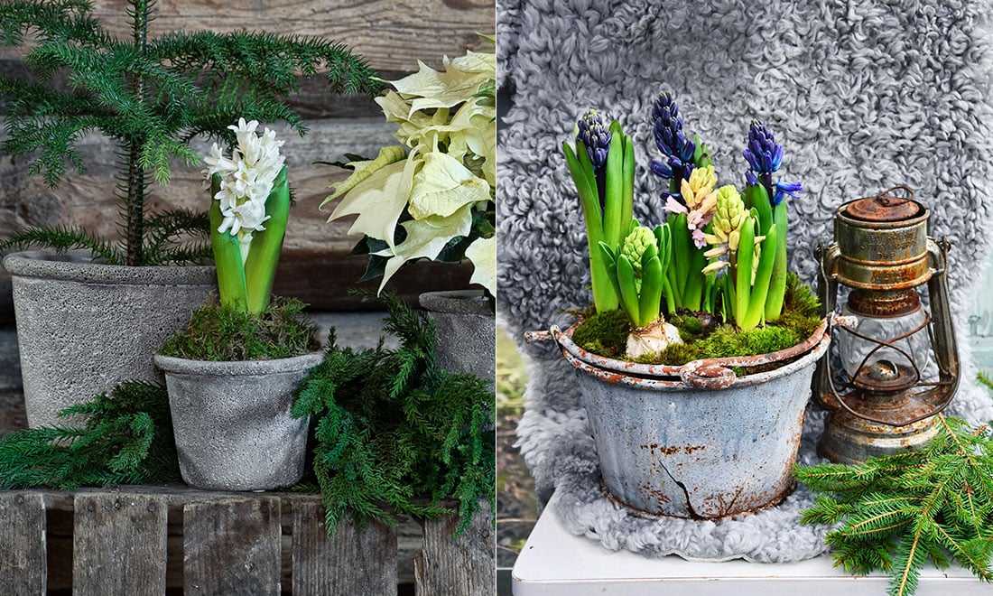 Lyckas med hyacinter – 5 viktiga skötseltips!