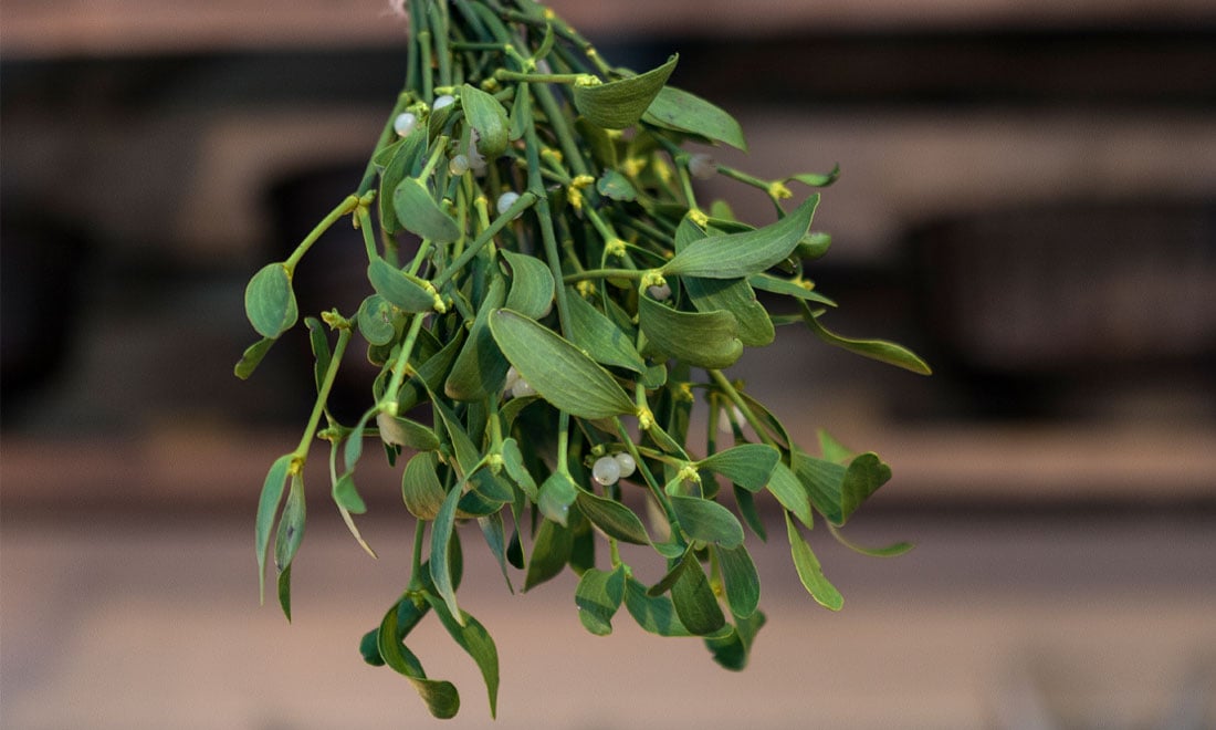 Därför pussas man under misteln – 8 roliga fakta om julens traditionella växt