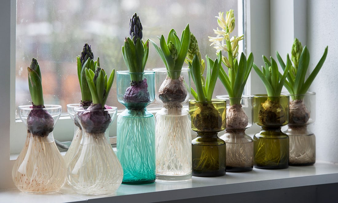 Odla hyacint i glas – så gör du!