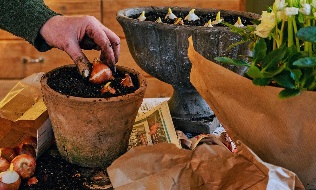 Så planterar du jultulpaner – steg för steg