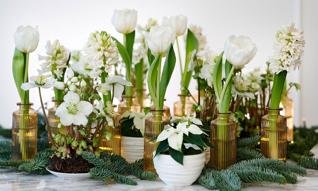 Så sköter du 9 vanliga julblommor – viktiga tips för att lyckas