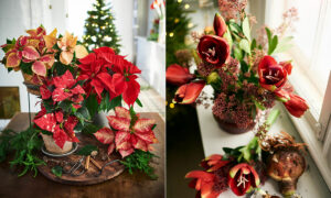 Julstjärna i krukos och amaryllis.