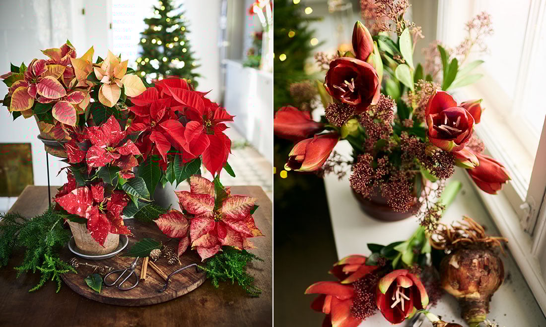 Populära julblommor 2023 – här är svenskarnas favoriter