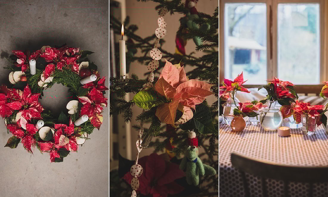 Julstjärna som snittblomma – 4 annorlunda dekoreringstips