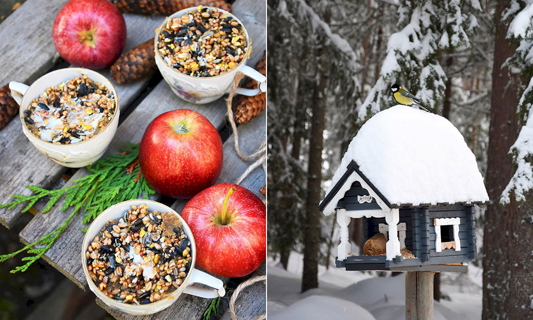 Mata fåglarna i vinter – så lockar du dem till din trädgård