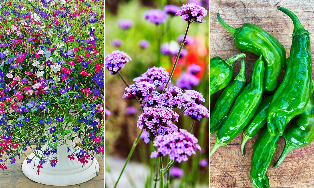 5 fröer att så tidigt – och det här ska du tänka på