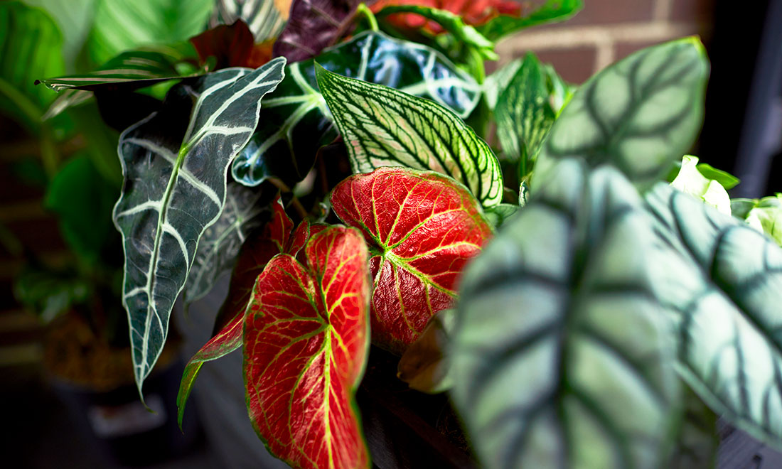 6 viktiga anledningar att inreda med gröna växter – som du kanske inte visste om