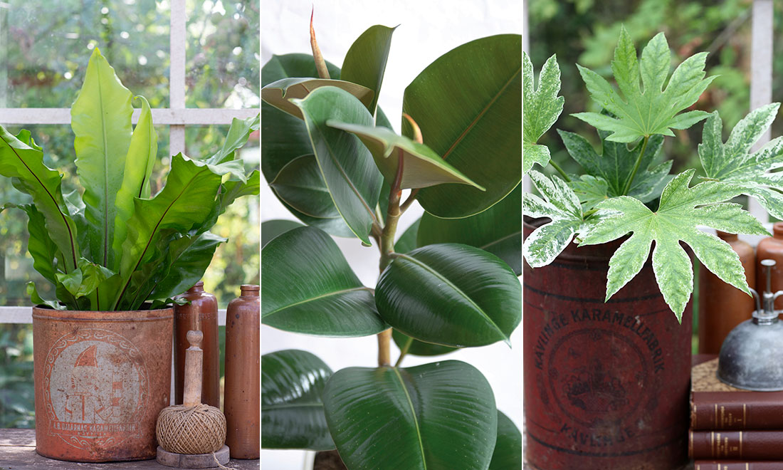 9 tåliga växter – som är superenkla att sköta