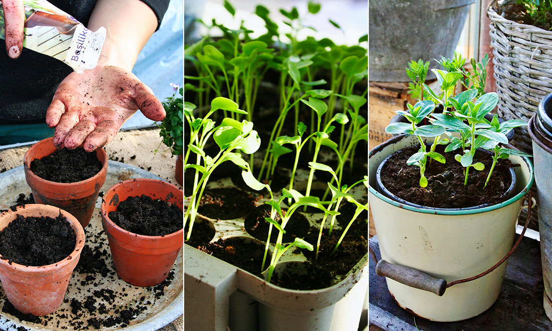 Så lyckas du med förodlingen av dina växter och blommor – 9 viktiga tips!