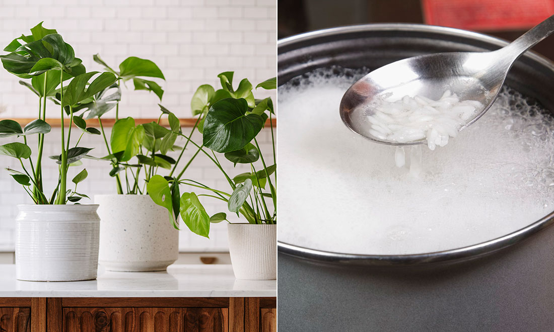 Därför ska du hälla risvatten i dina krukväxter