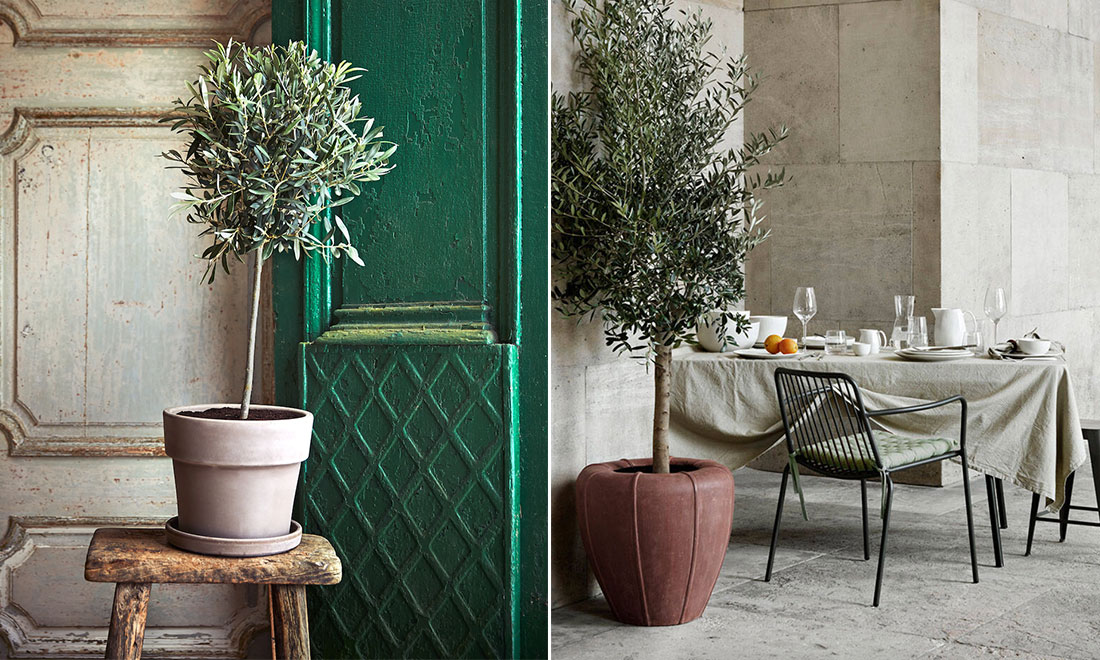 Så lyckas du med olivträd inomhus – 5 viktiga skötseltips