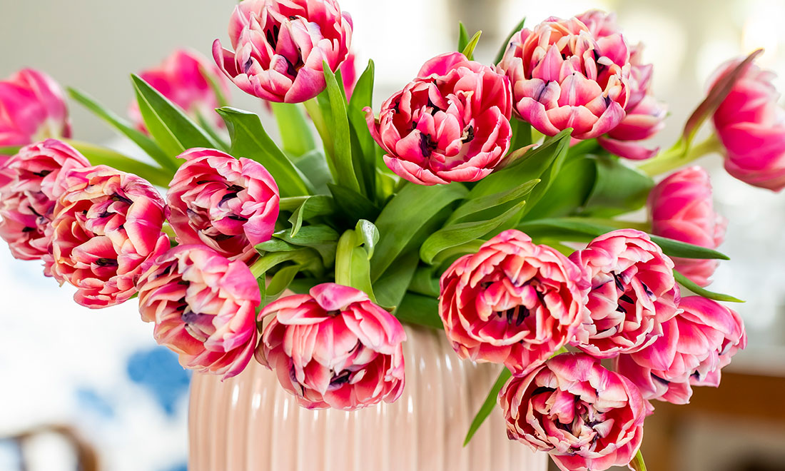 Det här behöver du veta för att lyckas med dina tulpaner – 4 enkla knep